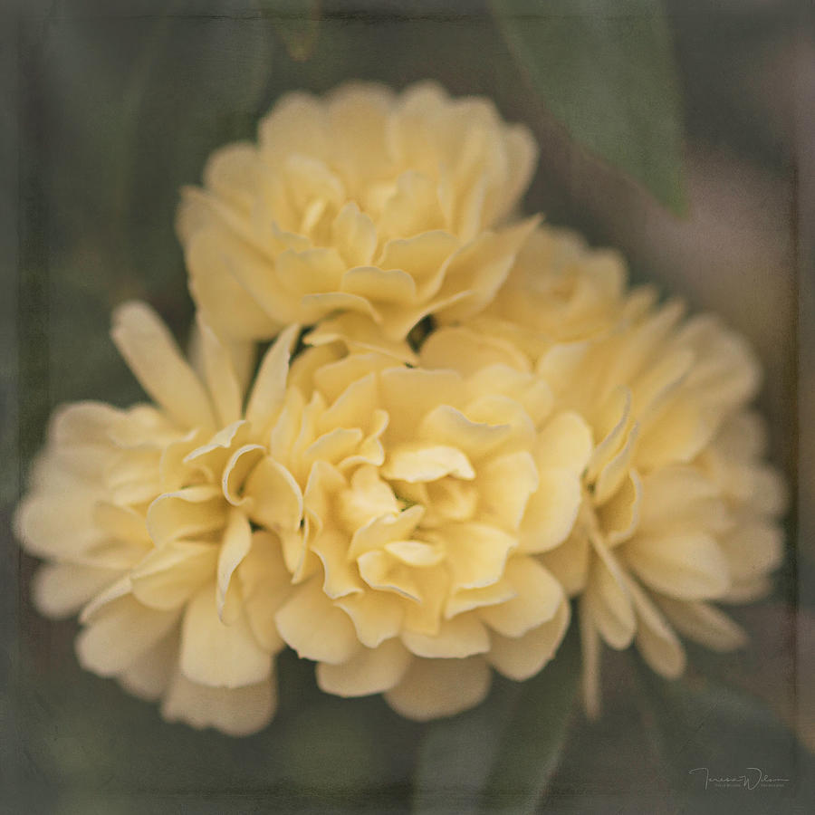 Lady Banks Roses Photograph by Teresa Wilson