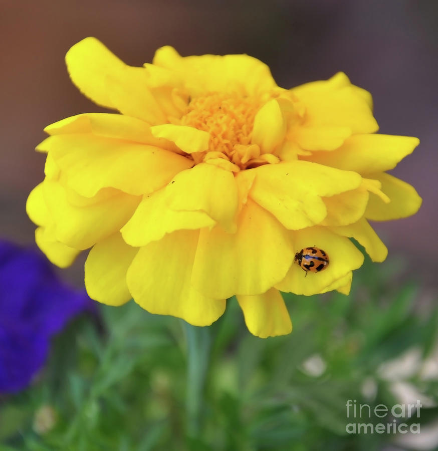 Lady bird bug on yellow marigold flower, close-up. Photograph by Milleflore Images