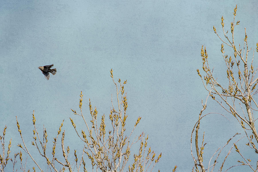 Lady Blackbird Gliding By the Winter Branches Photograph by Debra Martz