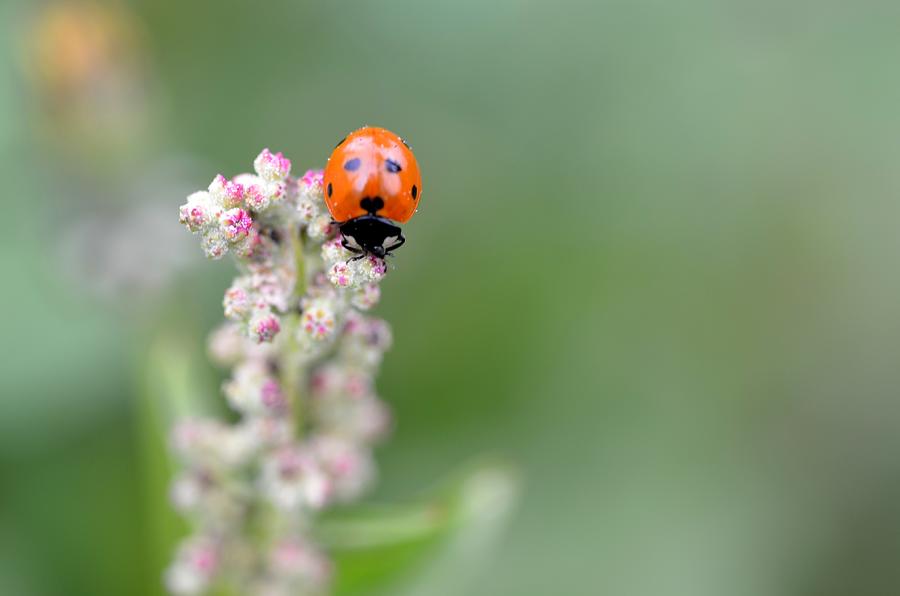 Lady Bug 1 Photograph by Amy Fose