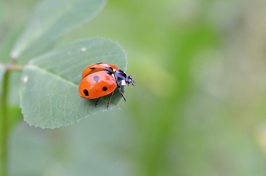 Lady Bug 2 Photograph by Amy Fose