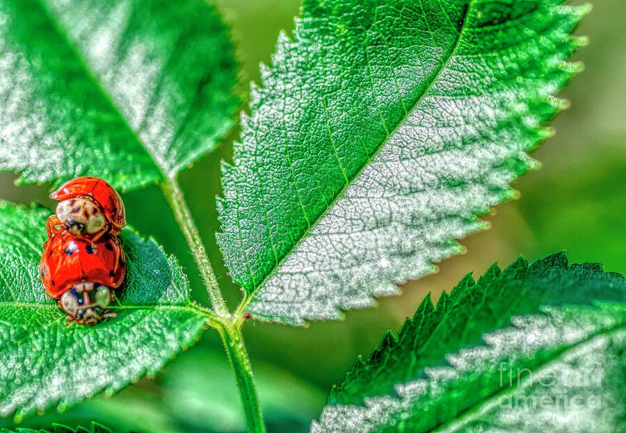 Lady Bug Hugs Photograph by Pamela Dunn-Parrish