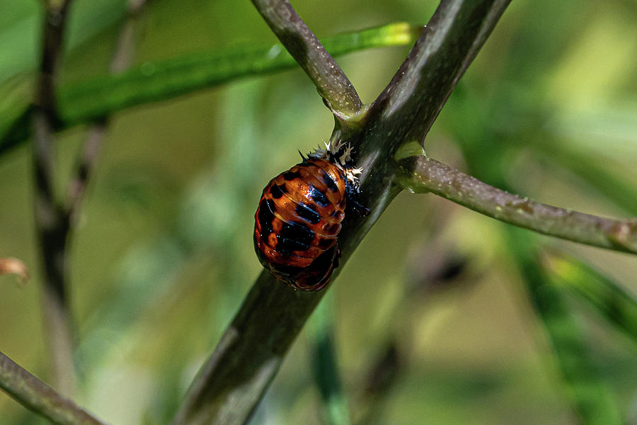 Lady Bug Pupae Photograph by Sharon Gucker - Fine Art America