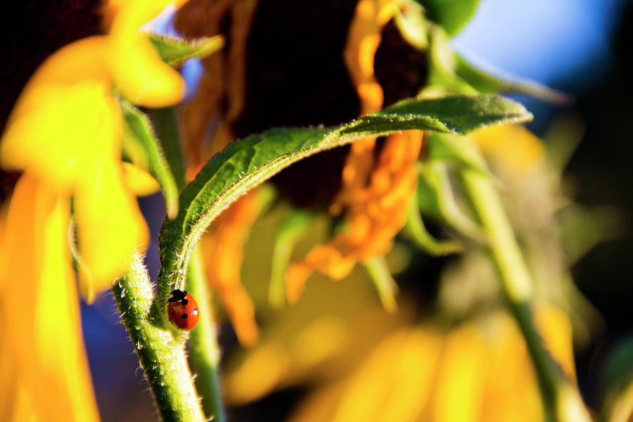 Ladybug Photograph - Ladybug Summer Sunflower Summit by James Hunt