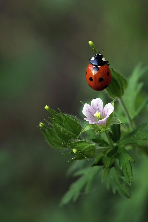 Lady Bug  Photograph by William Rainey