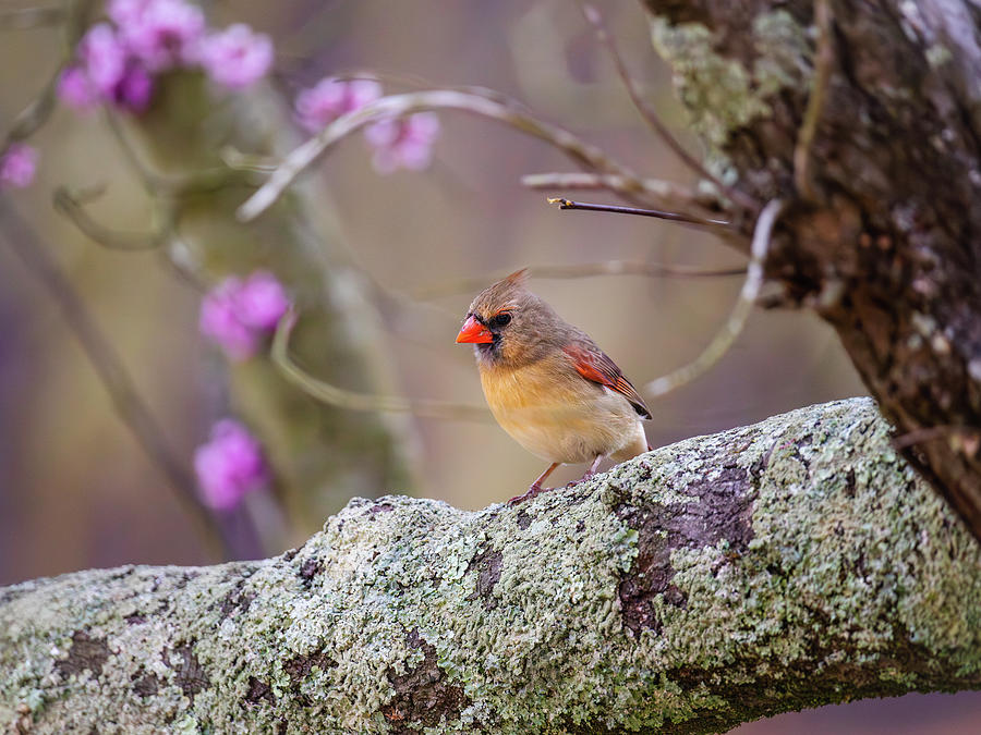 Lady Cardinal in a Redbud Tree Photograph by Rachel Morrison