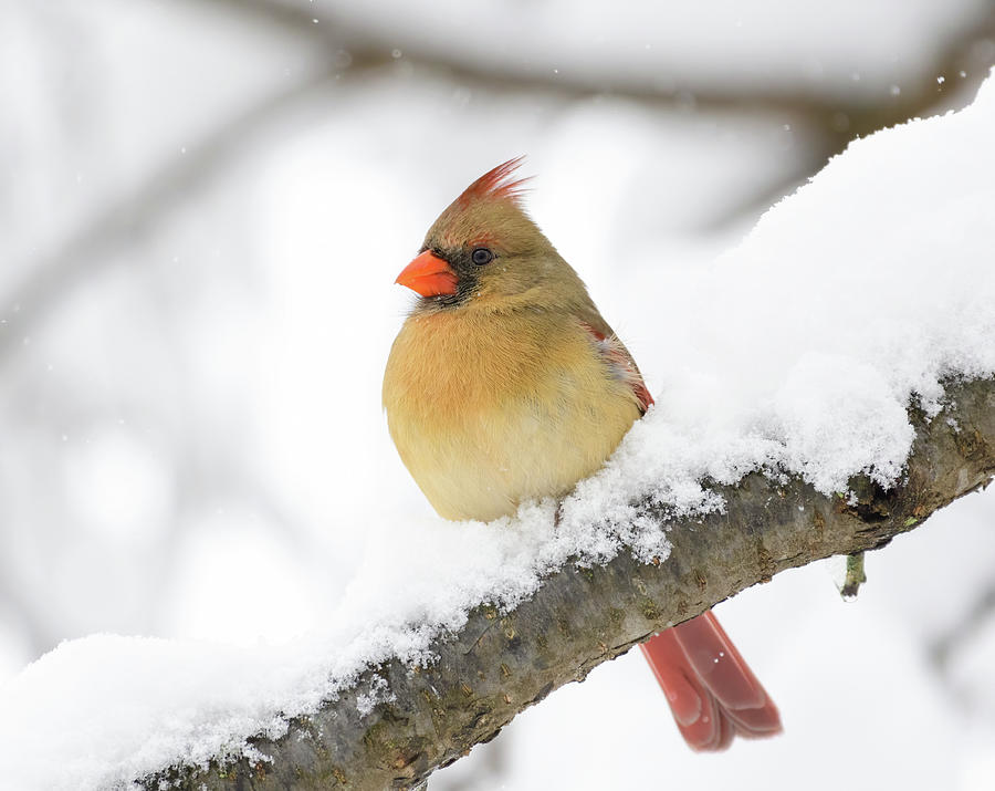Lady Cardinal In The Snow 2022 Photograph by Lara Ellis