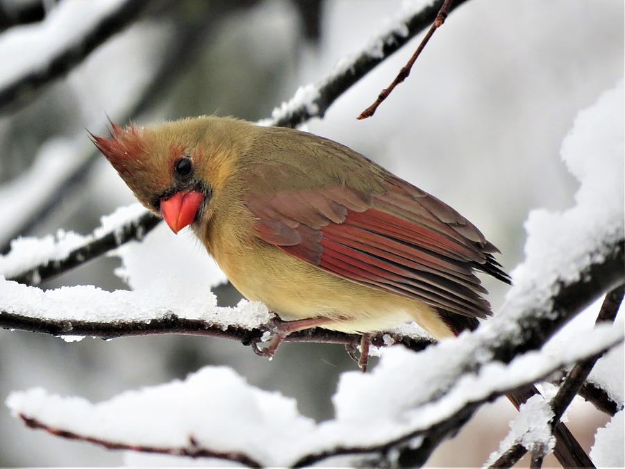Lady Cardinal in the Snow Photograph by Linda Stern