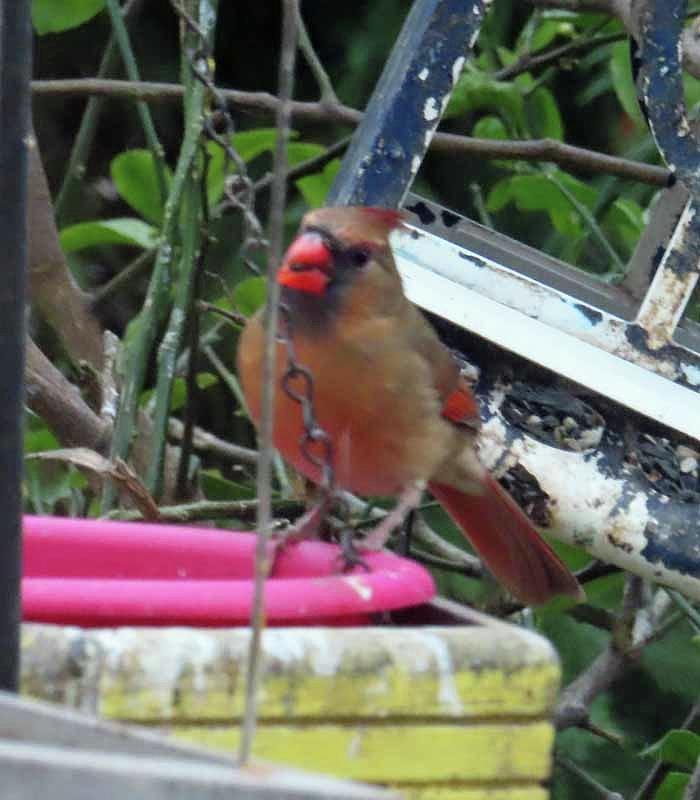 Lady Cardinal Photograph by Marie Alvarez - Fine Art America