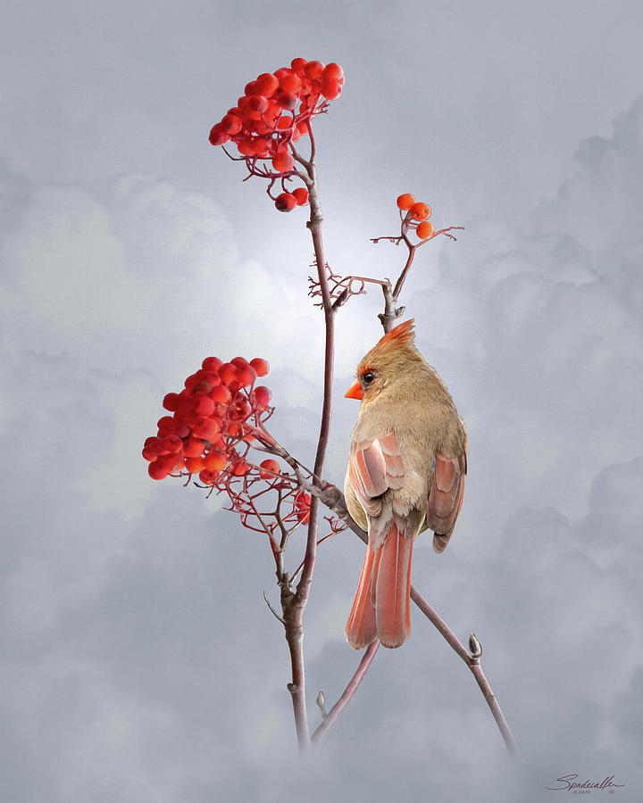 Lady Cardinal Digital Art by M Spadecaller