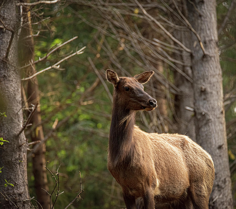 Lady Elk II Photograph by Bill Posner