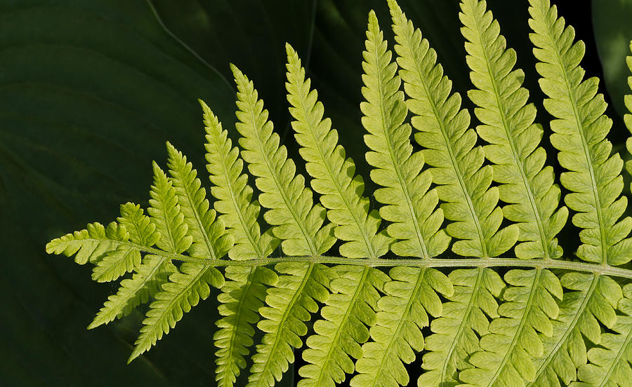 Lady Fern Frond Photograph by Kenneth_Keifer