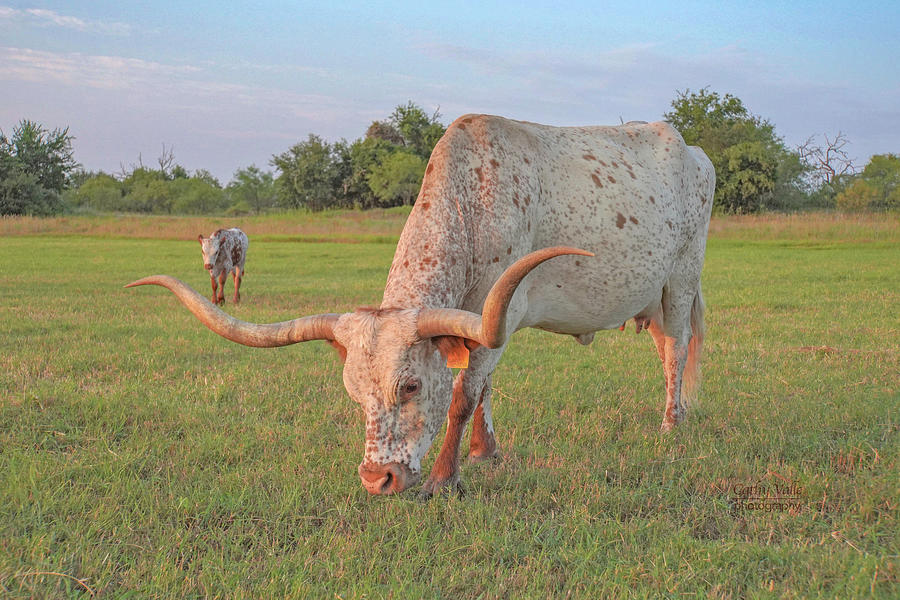 Lady Godiva longhorn cow with calf in background Photograph by Cathy Valle