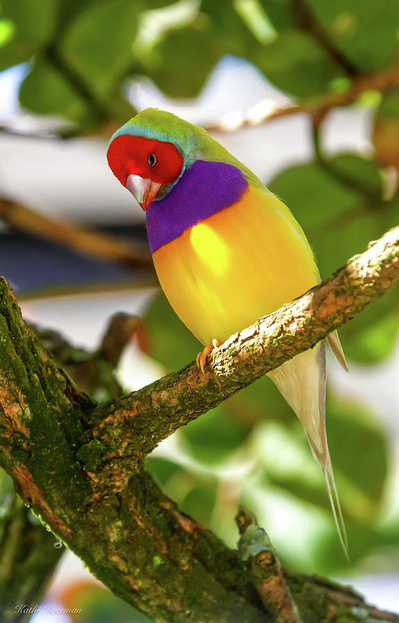 Lady Gouldian Finch Photograph by Kathi Isserman