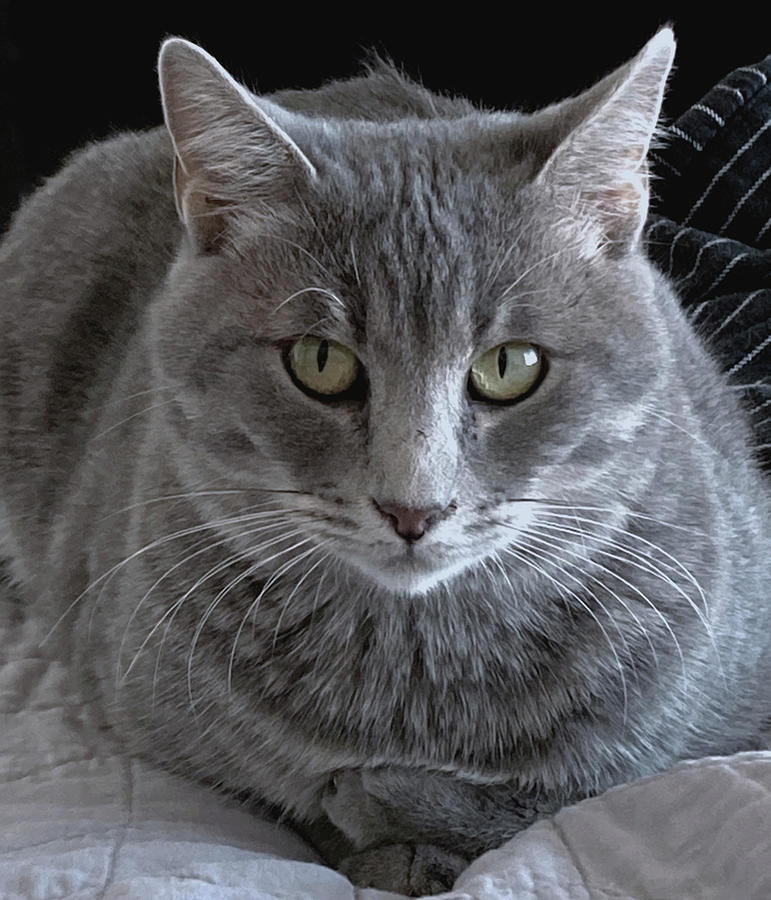 Cat Photograph - Lady Grey by Rona Black