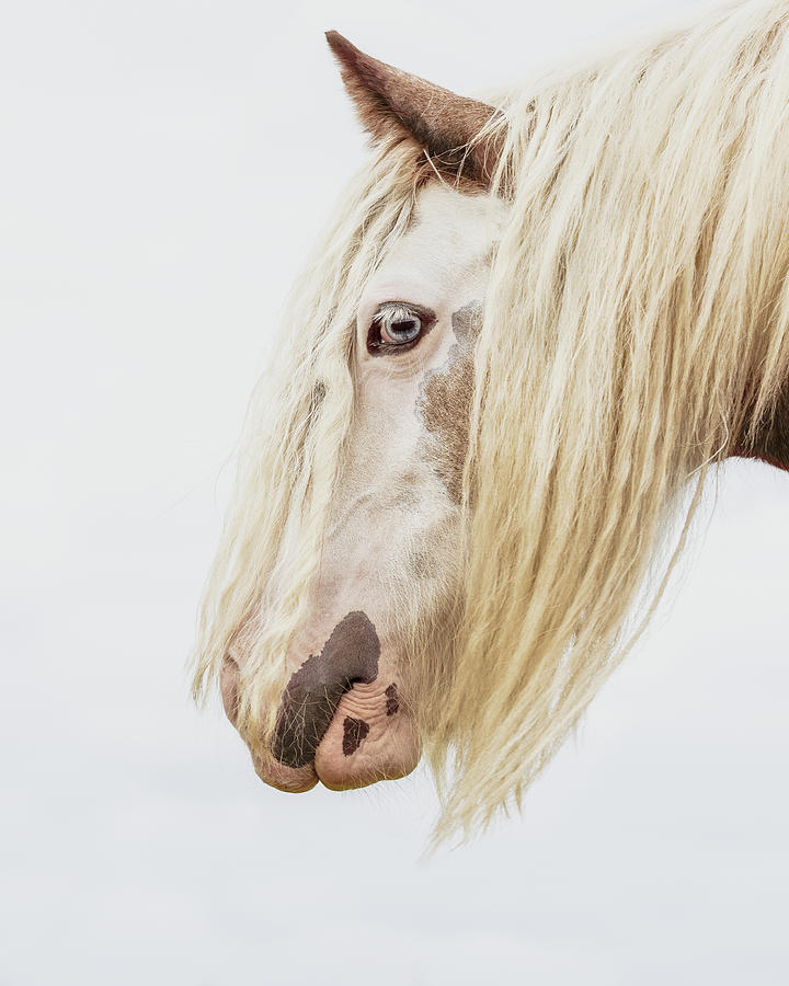 Lady II - Horse Art Photograph by Lisa Saint