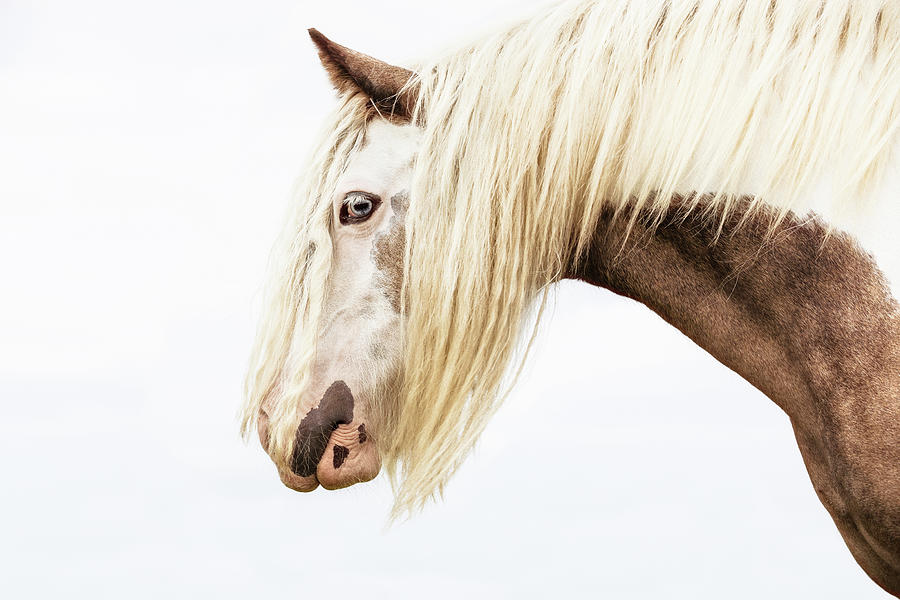 Lady III - Horse Art Photograph by Lisa Saint