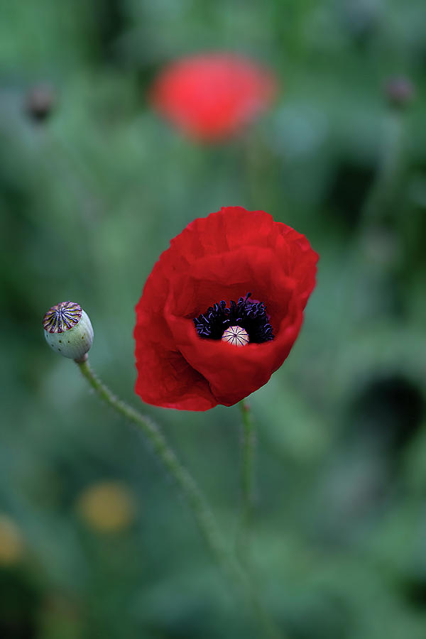 Lady in Red - Poppy Flower Photograph by Lily Malor