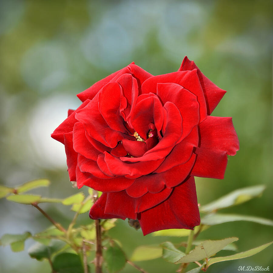 Lady in Red Rose - Providence Forge, Virginia Photograph by Marilyn ...