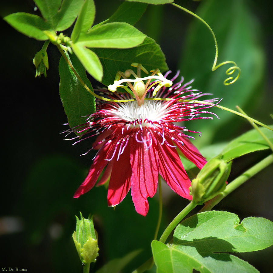 Lady Margaret Passion Flower Photograph By Marilyn Deblock 