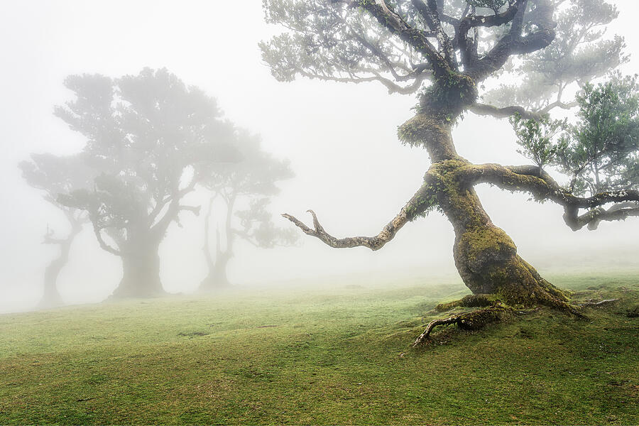 Lady of the Forest Photograph by Rudy Wilms Lady of the Forest Photograph by Rudy Wilms