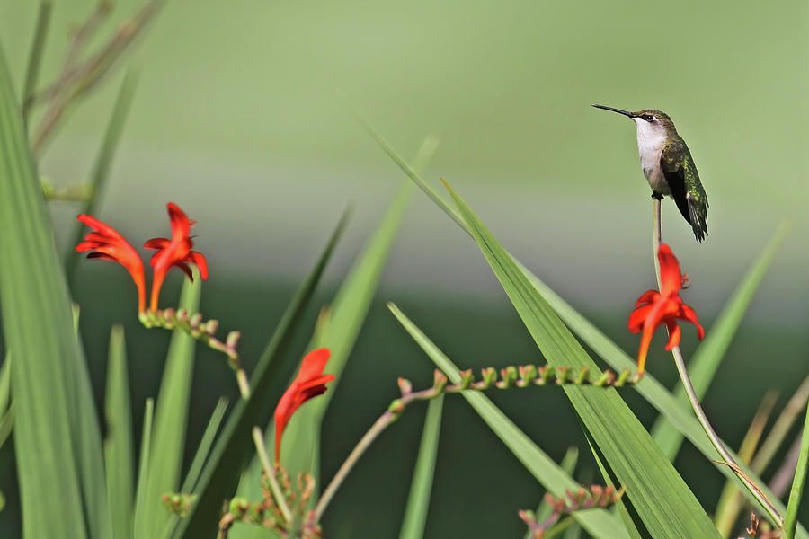 Lady on Red - Hummingbird Photograph by Jennifer Robin