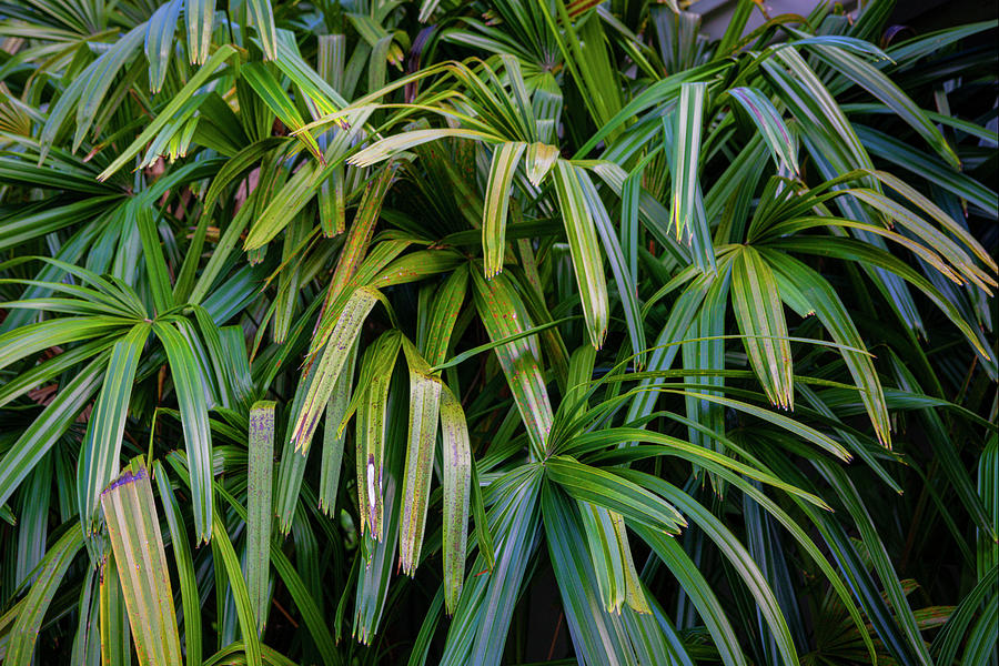 Lady Palm Rhapis Excelsa Plant X100 Photograph by Rich Franco