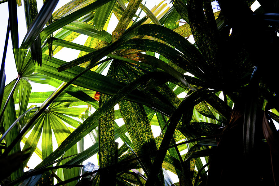 Lady Palm Rhapis Excelsa Plant X103 Photograph by Rich Franco