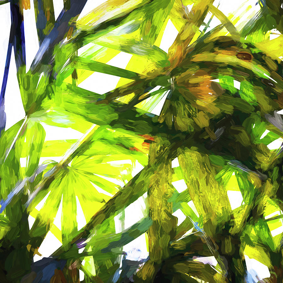 Lady Palm Rhapis Excelsa Plant X104 Photograph by Rich Franco