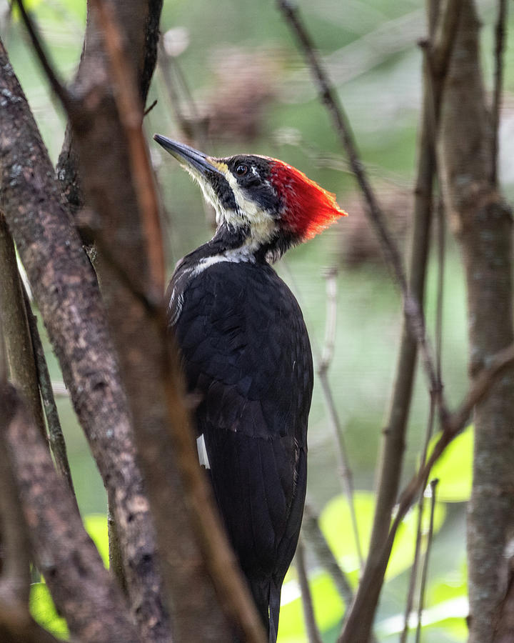 Lady Pileated Woodpecker Profile Photograph