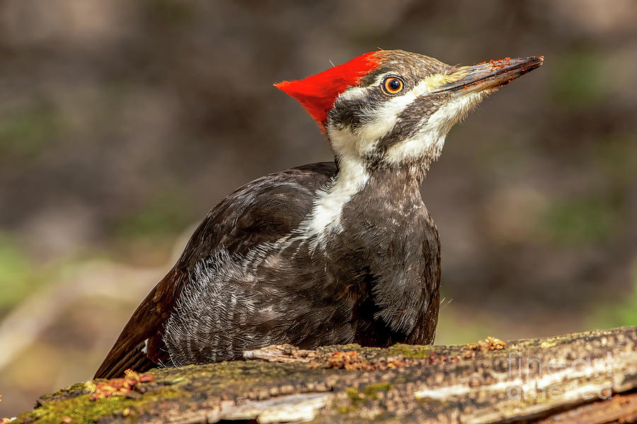 Lady pileated woodpecker Photograph by Richard Chasin - Pixels