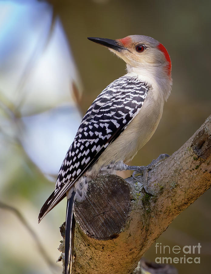 Lady Red-bellied Woodpecker Photograph by Chris Scroggins