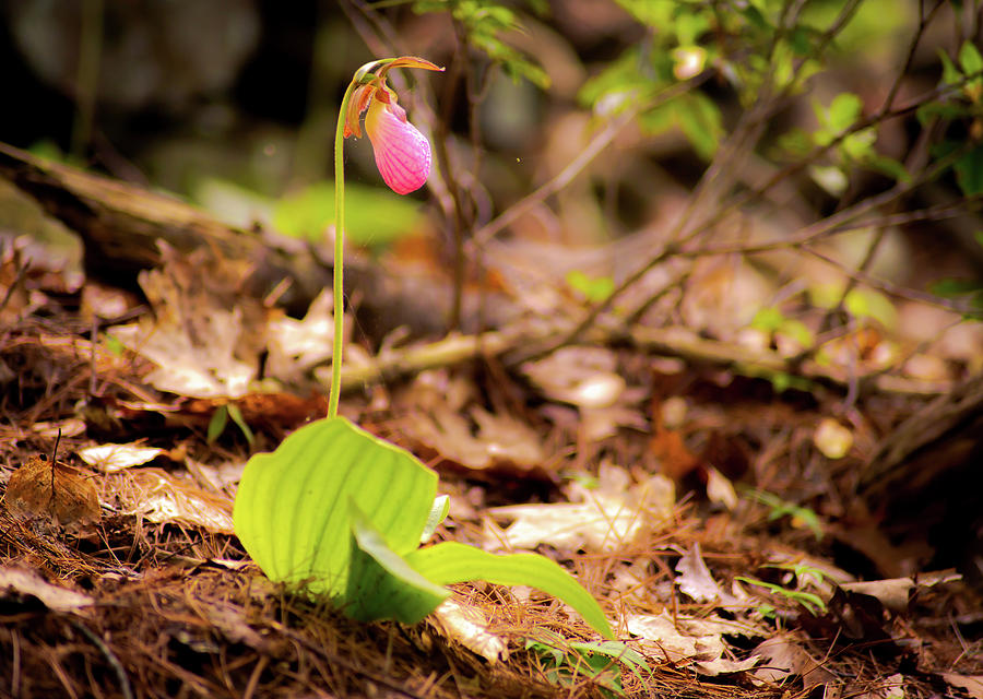 Lady Slipper 1 Photograph by Michael Saunders