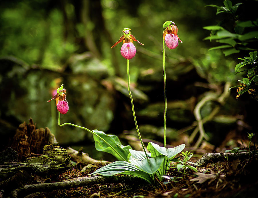 Lady Slipper 2 Photograph by Michael Saunders