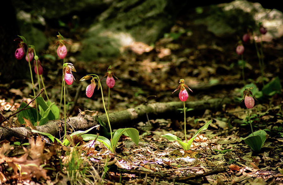Lady Slipper 3 Photograph by Michael Saunders