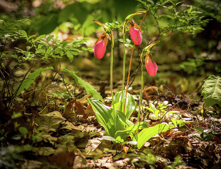 Lady Slipper 4 Photograph by Michael Saunders