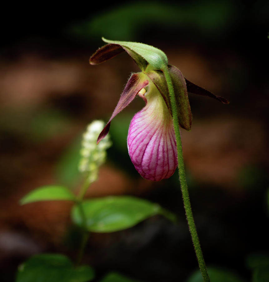 Lady Slipper 5 Photograph by Michael Saunders