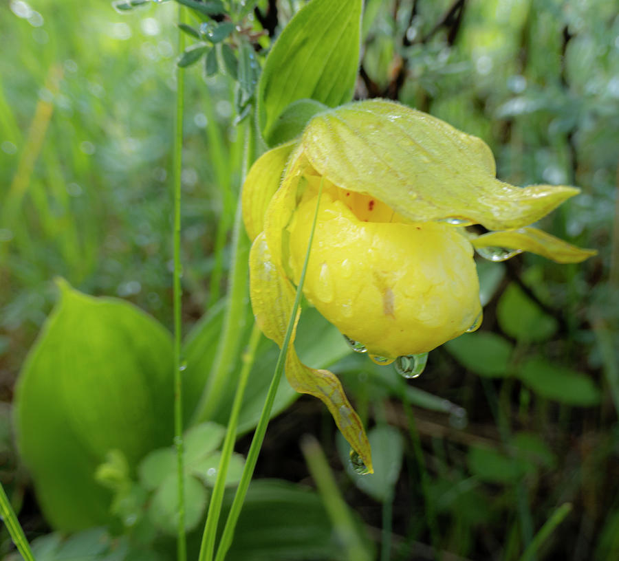 Orchid Photograph - Lady slipper in the rain by Phil And Karen Rispin