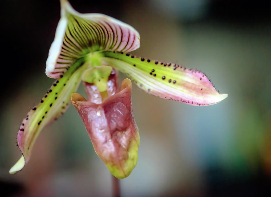 Lady Slipper Orchid Photograph by Debra Kewley