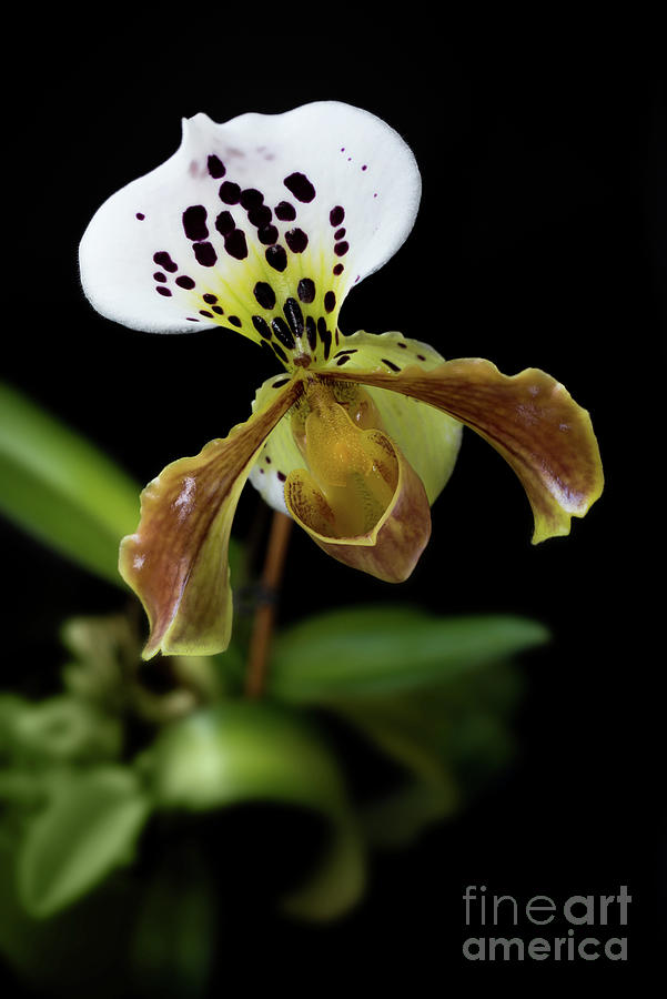 Lady Slipper orchid Photograph by Delphimages Photo Creations