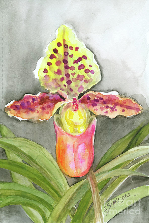Lady Slipper Orchid Painting by Edie Schneider