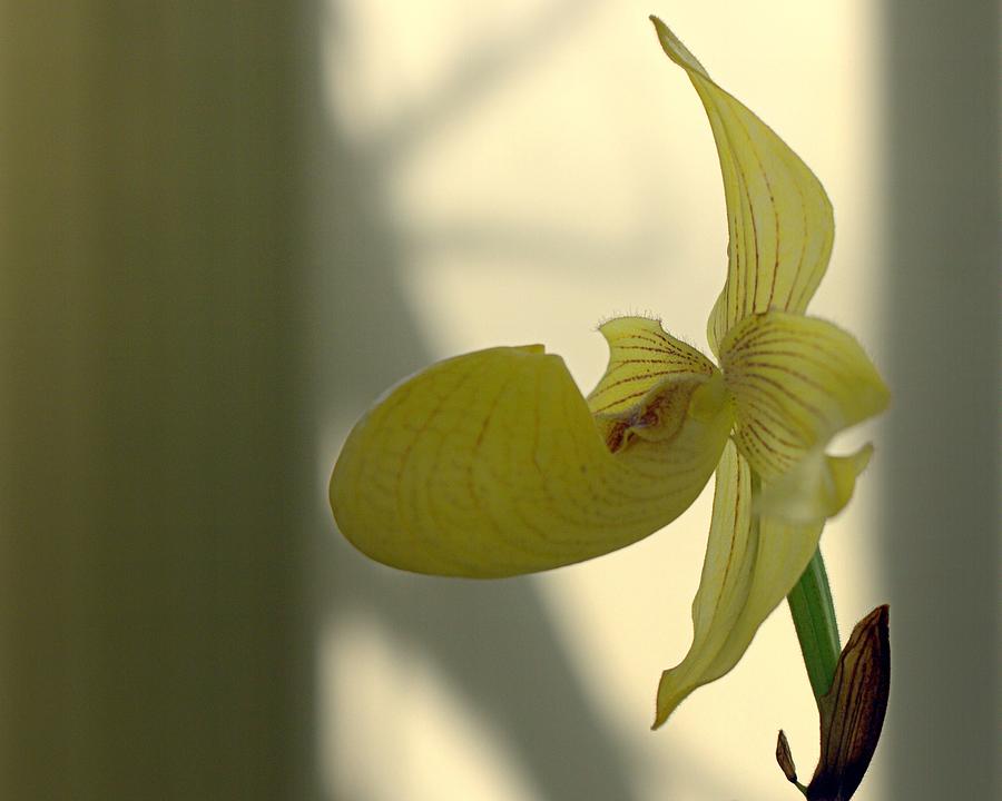 Lady Slipper Orchid Photograph by Joseph Skompski