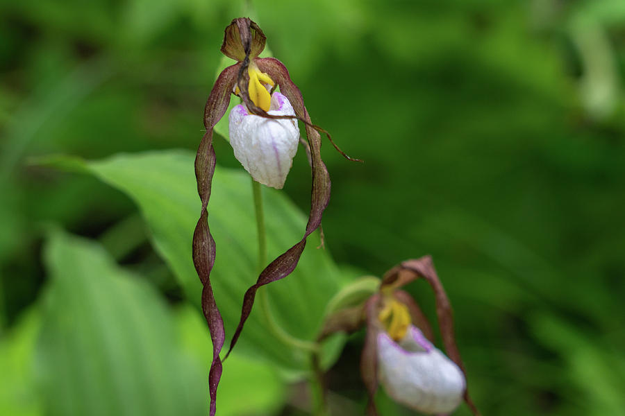 Lady Slipper Orchid Photograph by Louise Kornreich