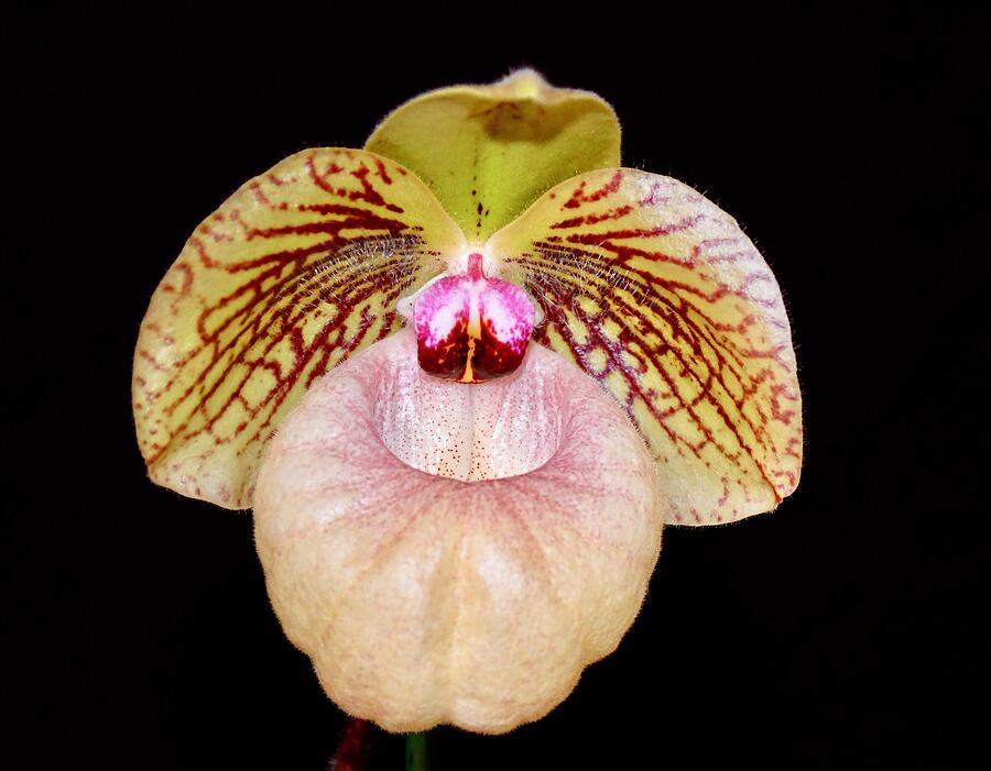 Lady Slipper Orchid on Black Photograph by Richard Bryce and Family