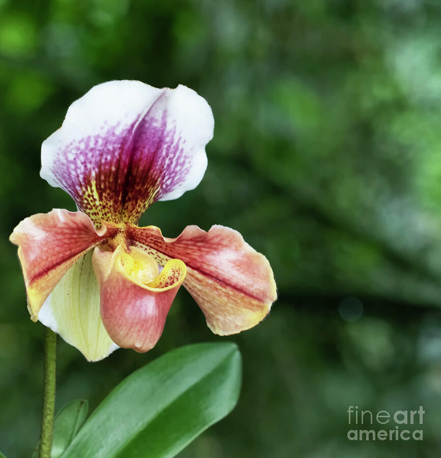 Orchid Photograph - Lady Slipper Orchid  by Ruth Jolly