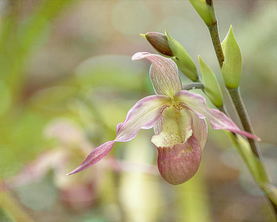 Lady Slipper Orchid Photograph by Teresa Wilson