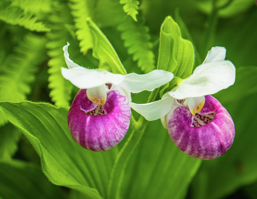  Lady Slipper orchids blooming in a natural bog Photograph by Ann Moore