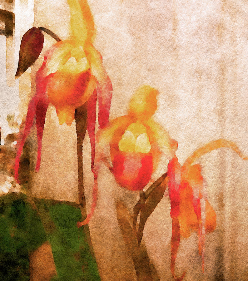 Lady Slipper Orchids Digital Art by Susan Maxwell Schmidt