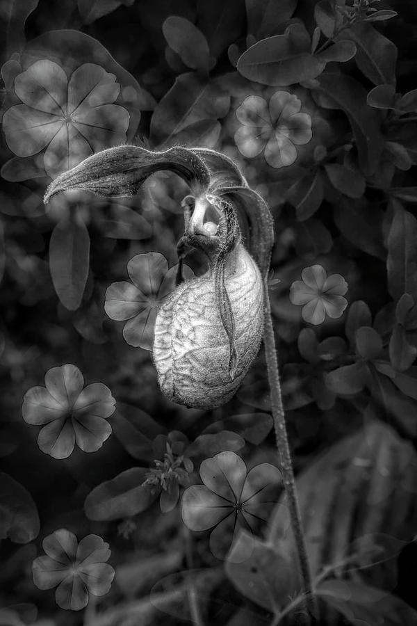 Lady Slipper Woodlands Black and White Photograph by Debra and Dave Vanderlaan
