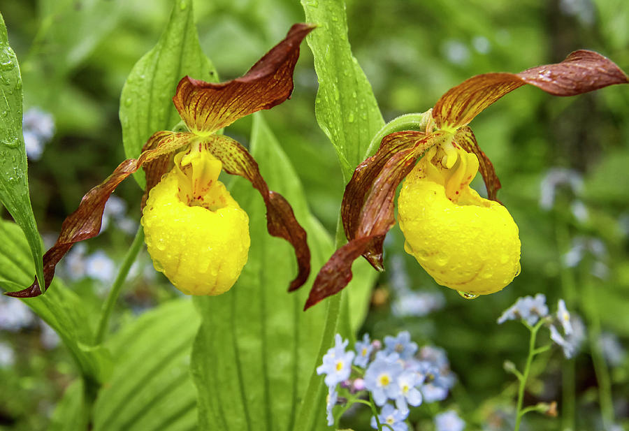 Lady Slippers in the Rain Photograph by Dawn Richards
